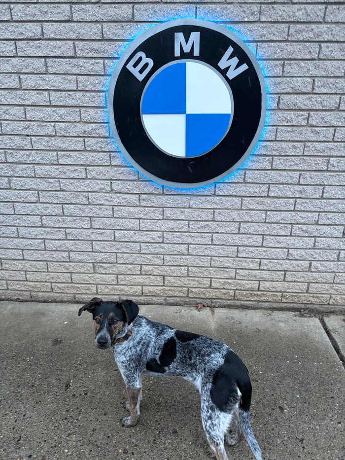 Custom BMW logo cutout